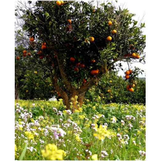 GIS045.01 - Profumi per Lampade ad Ultrasuoni Gisa Aria di Primavera 10ml.