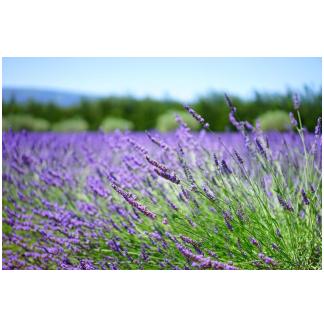Profumi per Lampade ad Ultrasuoni Gisa Giardino Aromatico 10ml.