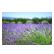 Profumi per Lampade ad Ultrasuoni Gisa Giardino Aromatico 10ml.