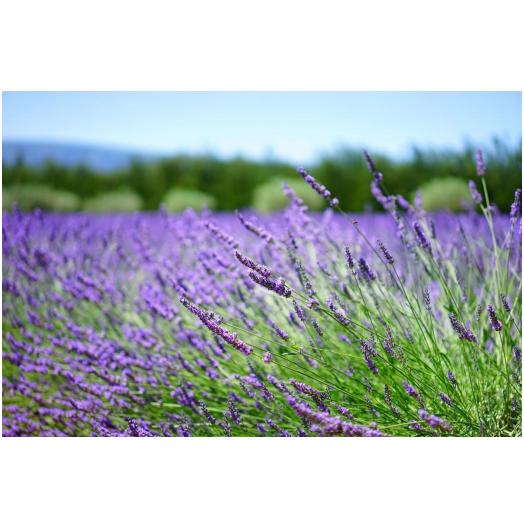 GIS045.04 - Profumi per Lampade ad Ultrasuoni Gisa Giardino Aromatico 10ml.