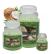 Cartone da 6 Candele Piccole Coconut Mint da 90 gr cad.