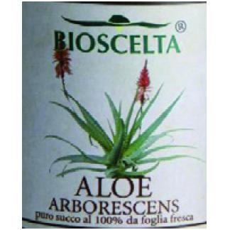 ALOE ARBORESCENS